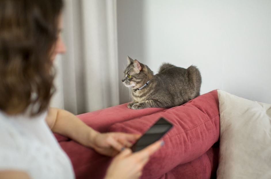 Tecidos Pet-Friendly: guia completo para um lar lindo e funcional