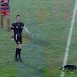 Cachorro na primeira partida da Libertadores
