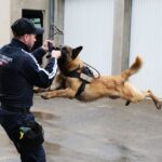 Cães de segurança nos Jogos Olímpicos de Paris-2024