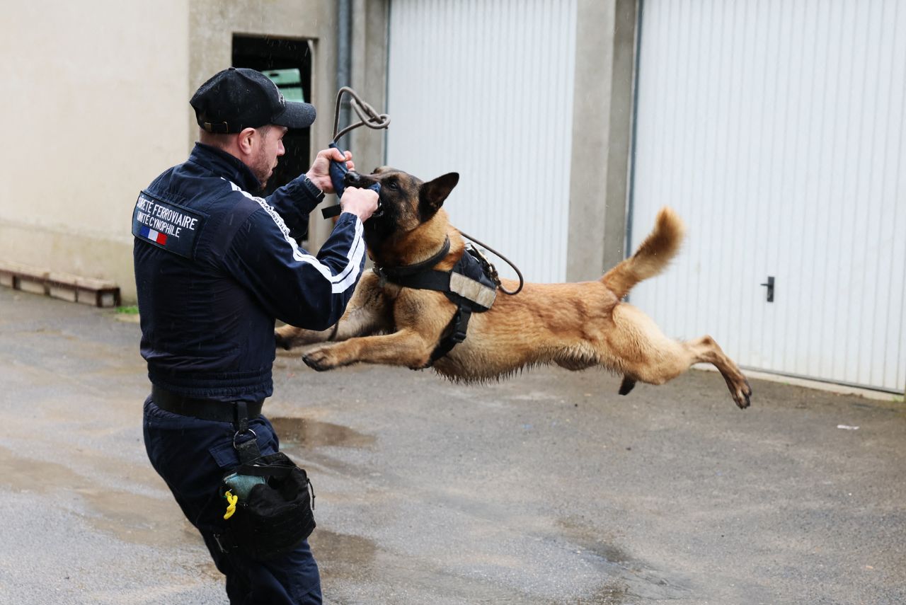 Cães de segurança nos Jogos Olímpicos de Paris-2024