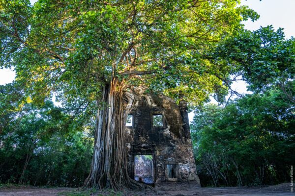 Ruínas Secretas na Mata Atlântica: Segredo da Paraíba