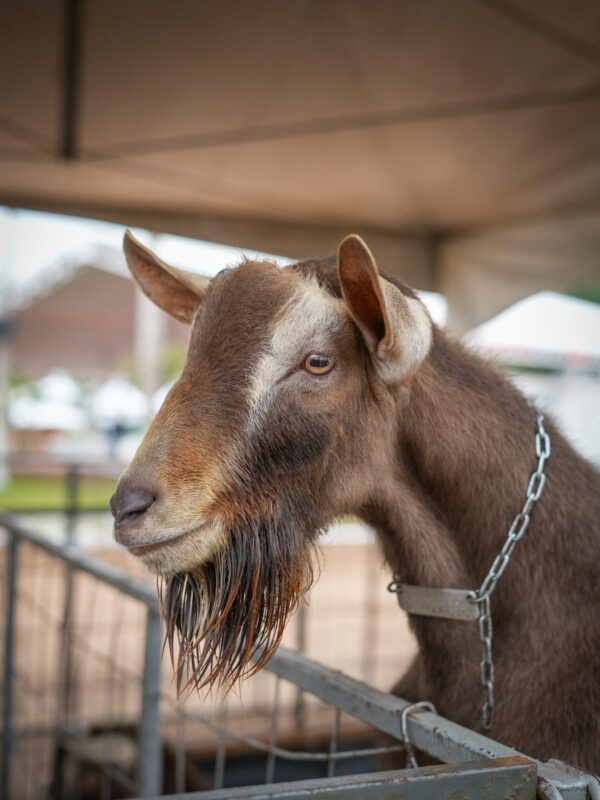 Feira Berro do Bode retorna a Esperança após 20 anos