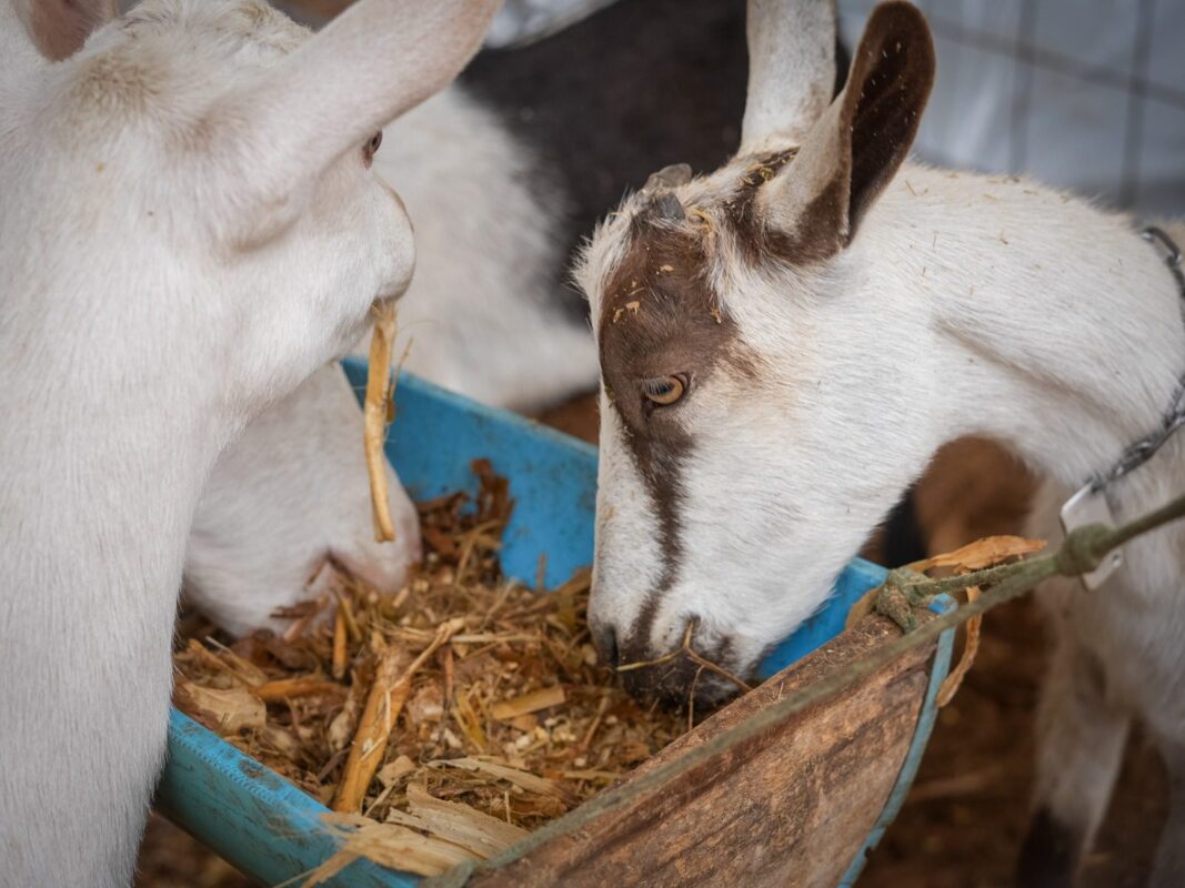 Feira Berro do Bode retorna a Esperança após 20 anos