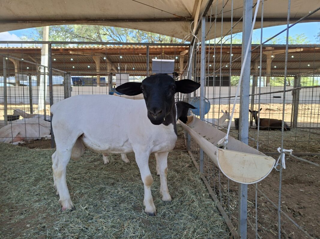 Sousa: 1ª Feira Agropecuária Começa com Foco em Negócios e Mulheres do Agro Sousa: 1ª Feira Agropecuária Começa com Foco em Negócios e Mulheres do Agro